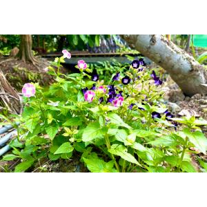 Trải Nghiệm Hái Rau Xanh, Sạch Tại Vườn để Chế Biến Món Ăn