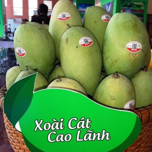 Xoài Cao Lãnh - Niềm Tự Hào Và Sự Tinh Túy