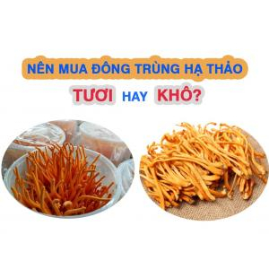 Nấm đông trùng hạ thảo tươi và khô loại nào tốt hơn?