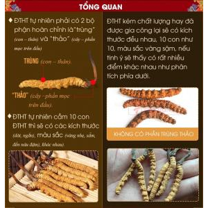 Tổng quan về đông trùng hạ thảo