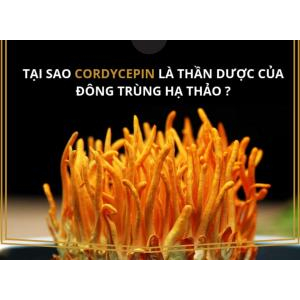 Tác dụng của đông trùng hạ thảo  