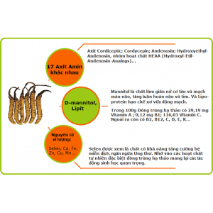 Thành phần hóa học của Đông trùng hạ thảo