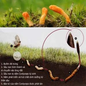 Giới thiệu về nấm Cordyceps