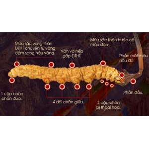 Đông trùng hạ thảo có mấy loại? Cách chọn đông trùng hạ thảo chất lượng