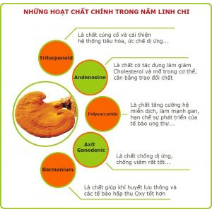 Linh chi hỗ trợ điều trị các bệnh khác