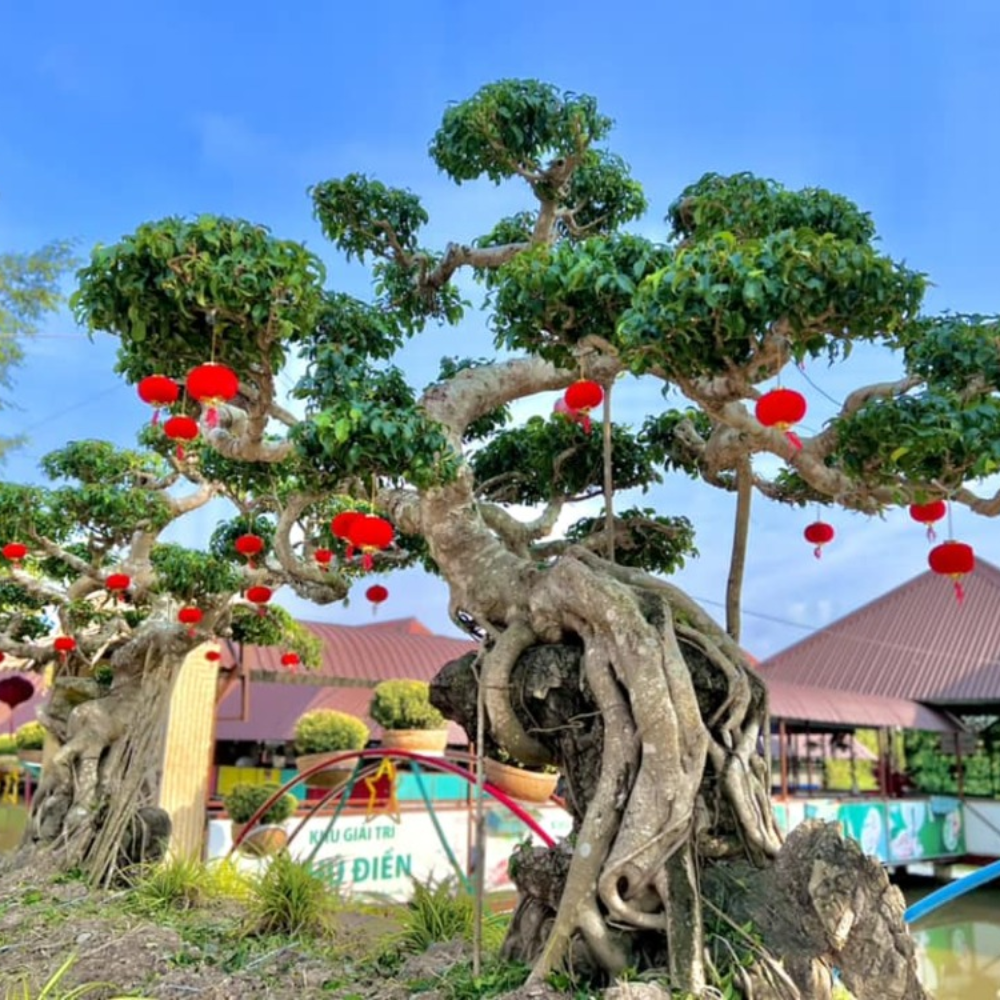 Một Ngày Không Wifi Tại Phú Điền – Trải Nghiệm Chậm Lại Giữa Thiên Nhiên