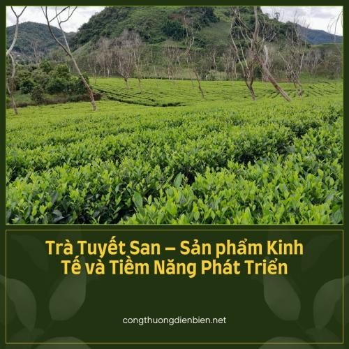 Trà Tuyết San – Sản phẩm Kinh Tế và Tiềm Năng Phát Triển