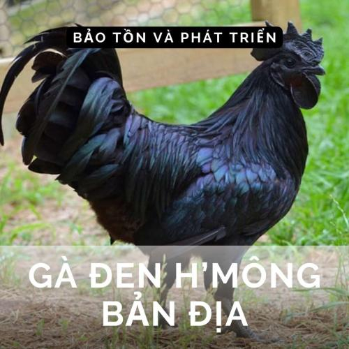 Sản Xuất Và Phát Triển Gà Đen H’mông Bản Địa