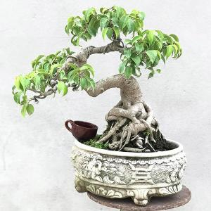 TỔNG HỢP 20 MẪU CÂY BONSAI MINI ĐẸP, PHỔ BIẾT NHẤT