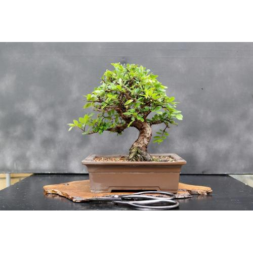 BONSAI MINI ĐẸP: NHỮNG MẪU CỰC CHẤT VÀ DỄ TRỒNG