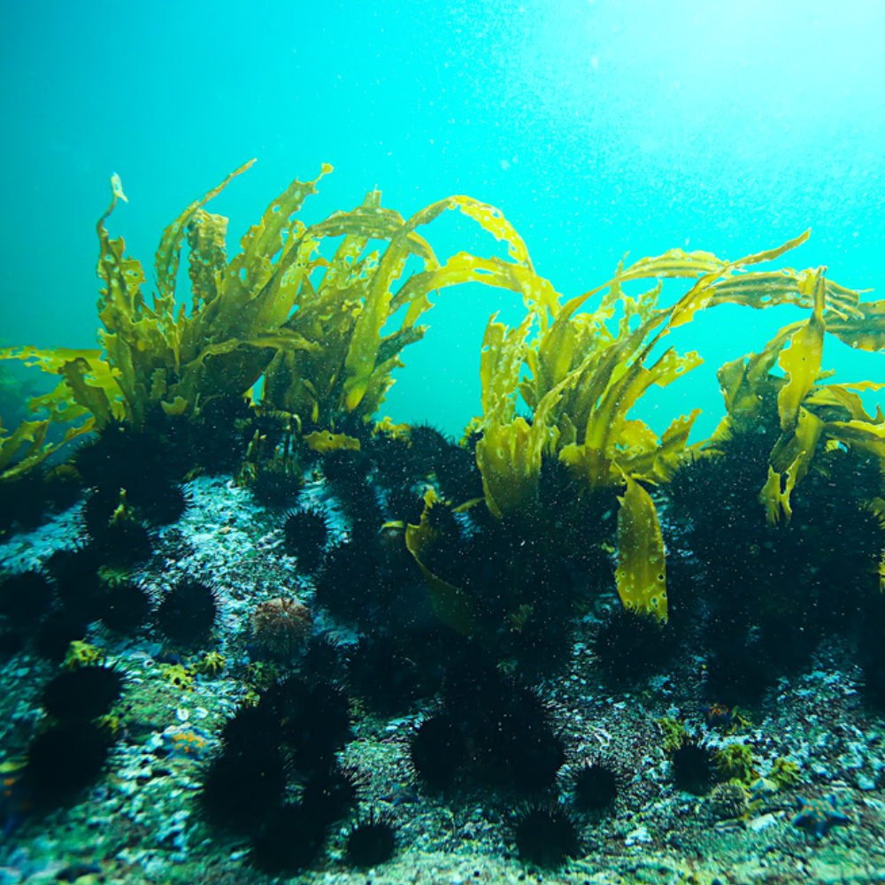 Thế Giới Của Rong biển