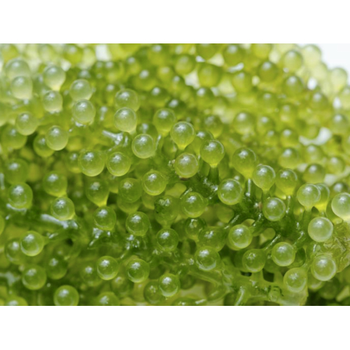 8. Rong nho tách nước SEA GRAPES