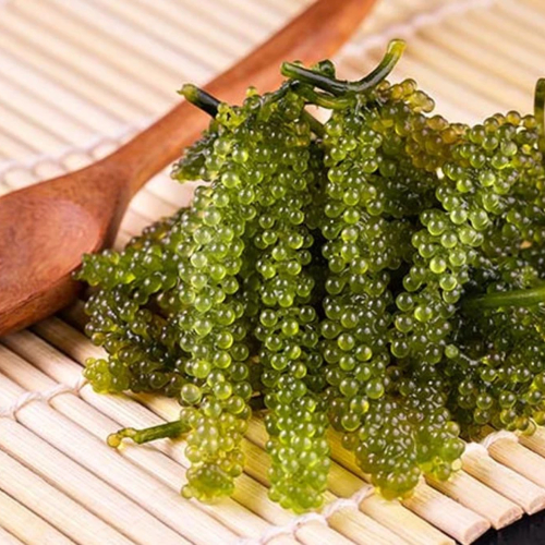 Rong Nho - Thực Vật Của Biển