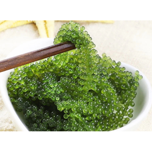 8. Rong nho tách nước SEA GRAPES