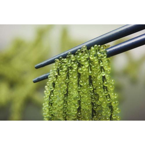 8. Rong nho tách nước SEA GRAPES