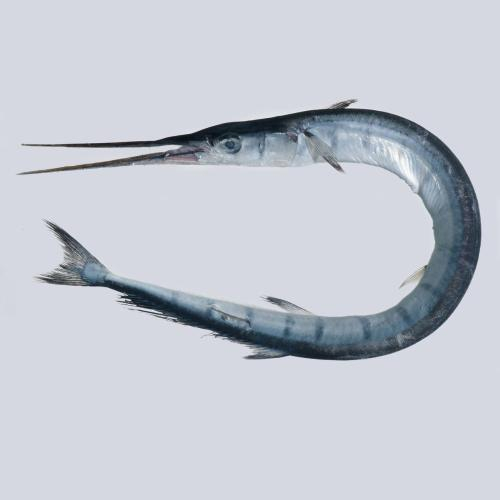 Lợi Ích Của Cá Xương Xanh – Có Thể Bạn Chưa Biết?