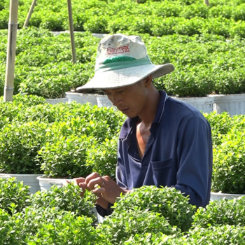 Nông Dân Làng Hoa Sa Đéc Chăm Sóc Hoa Phục Vụ Festival Hoa - Kiểng