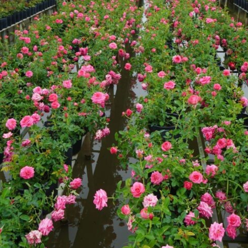 Cẩm Nang Tham Gia Festival Hoa – Kiểng Sa Đéc Lần II – Năm 2025