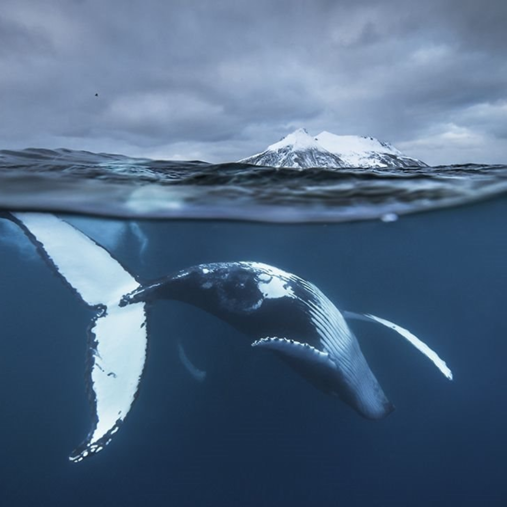 Vì Sao Cá Voi Được Gọi Là “Ông Nam Hải”? Nguồn Gốc Một Danh Xưng Linh Thiêng Của Ngư Dân