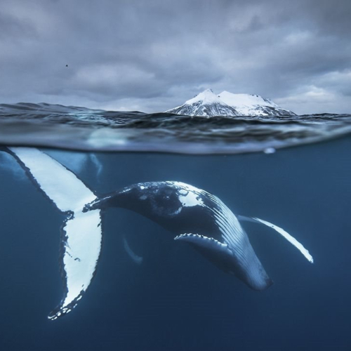 Vì Sao Cá Voi Được Gọi Là “Ông Nam Hải”? Nguồn Gốc Một Danh Xưng Linh Thiêng Của Ngư Dân