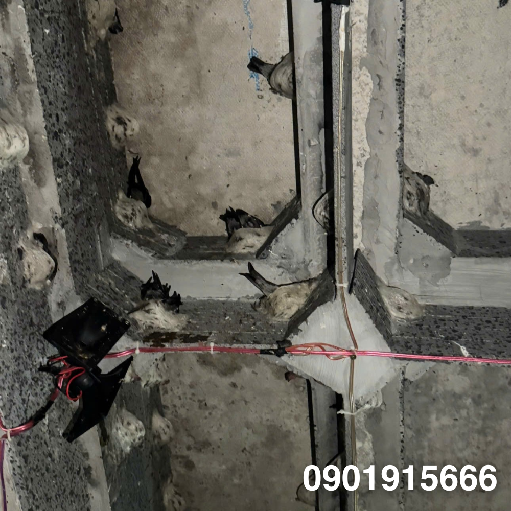 Đặc Điểm Sinh Học Của Yến Nuôi Trong Nhà