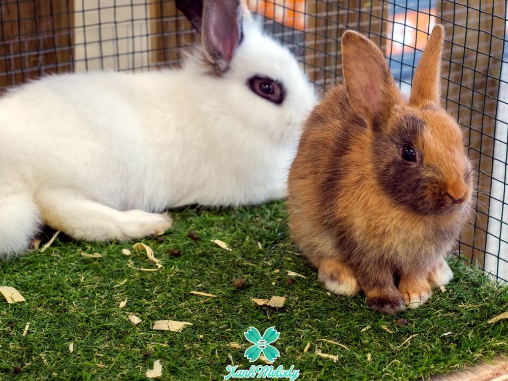 Xanh Zoo – Thế giới động vật đáng yêu