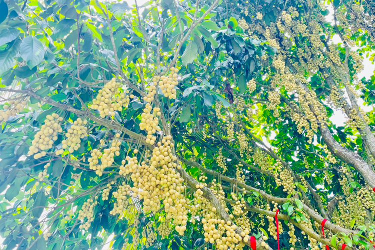 Thông tin chi tiết