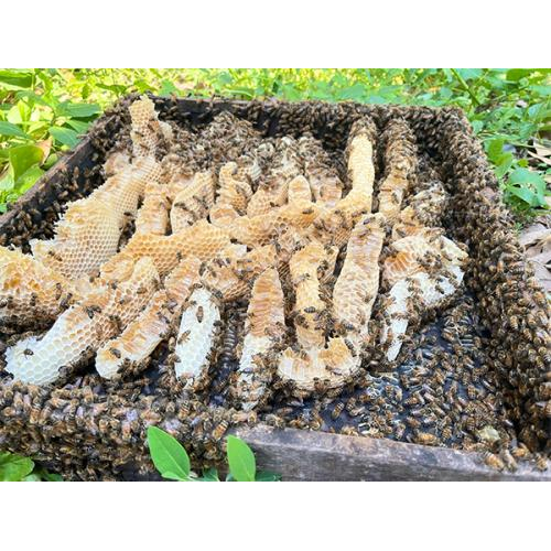 Thông tin chi tiết