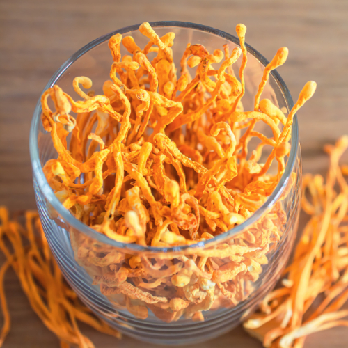 Đông trùng hạ thảo