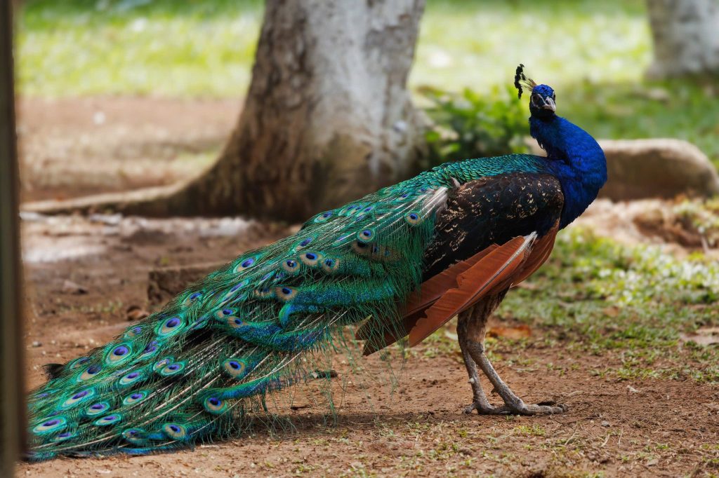 Điểm nhấn độc đáo