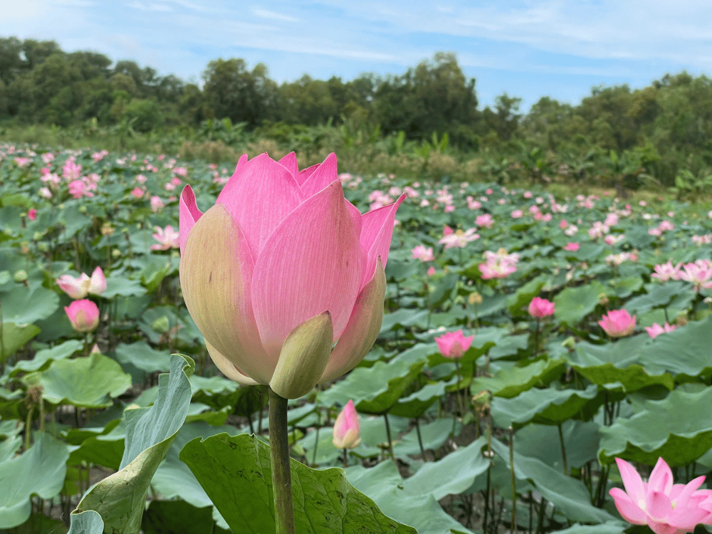 Điều kiện tự nhiên