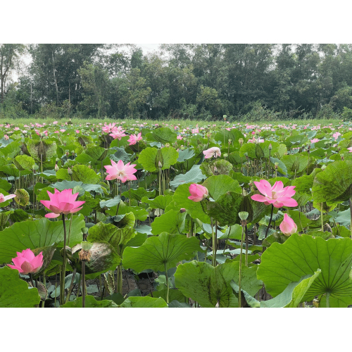 Điều kiện tự nhiên