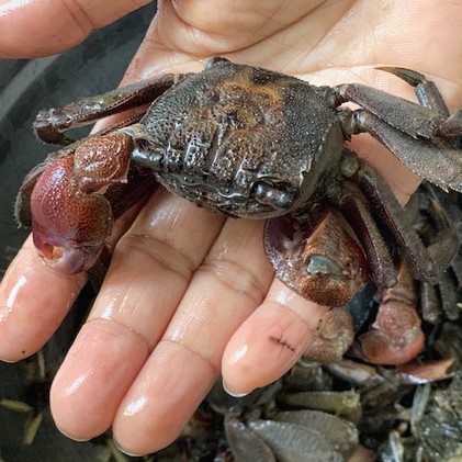 Ba Khía Bạc Liêu - Hương Vị Miệt Vườn Miền Tây