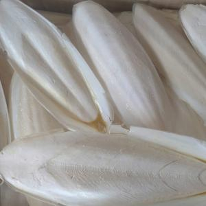 [BUY] Dried Cuttlebone: 20-23T/Shipment | 90T/Year