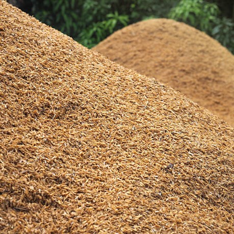 Vỏ Trấu Kho Báu Thiên Nhiên Đa Dụng