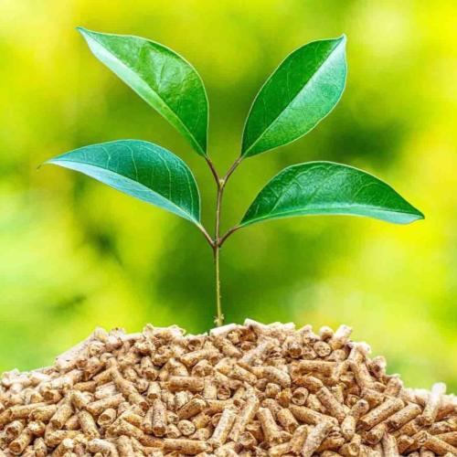 Biomass Là Gì? Giải Pháp Năng Lượng Sạch Cho Tương Lại?