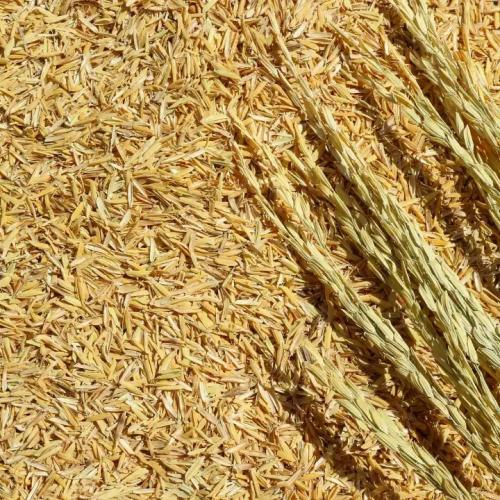 Tận Dụng Trấu Phế Phẩm Nông Nghiệp Để Tạo Khí Đốt, Giải Pháp Năng Lượng Bền Vững
