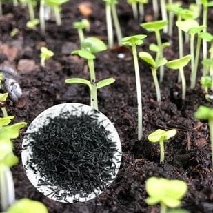 Trấu Hun Những Lợi Ích Tuyệt Vời Cho Cây Trồng Mà Bạn Chưa Biết