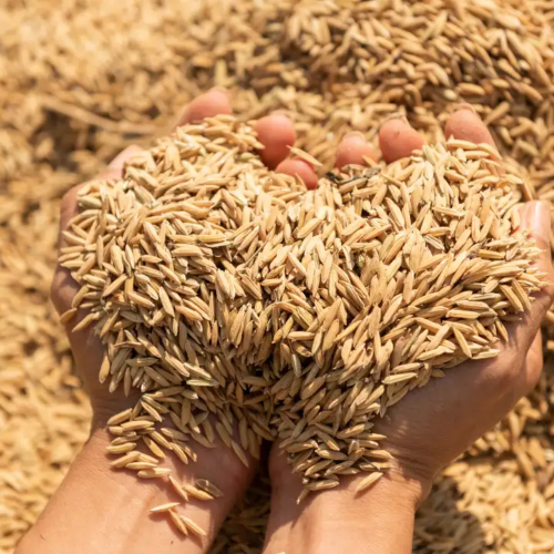 Vỏ Trấu Có Phải Là Giải Pháp Nông Nghiệp Sạch Và Bền Vững?