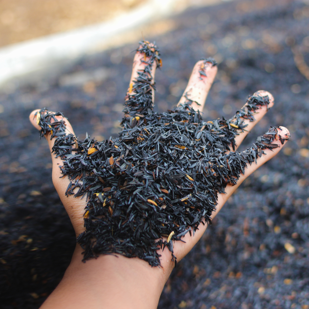 Tác Dụng Tuyệt Vời Của Trấu Hun Khi Trôn Vào Đất Trồng Cây