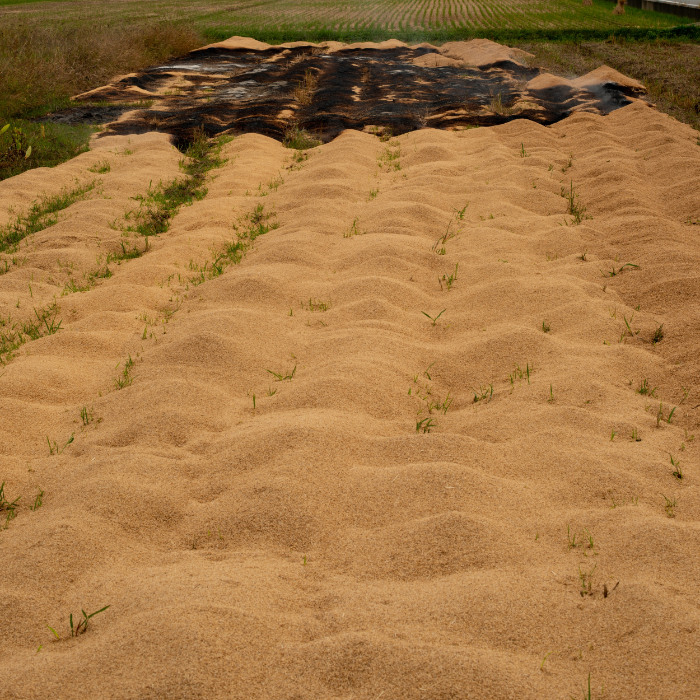 Trấu Và Vai Trò Trong Sản Xuất Nhiên Liệu Sinh Khối