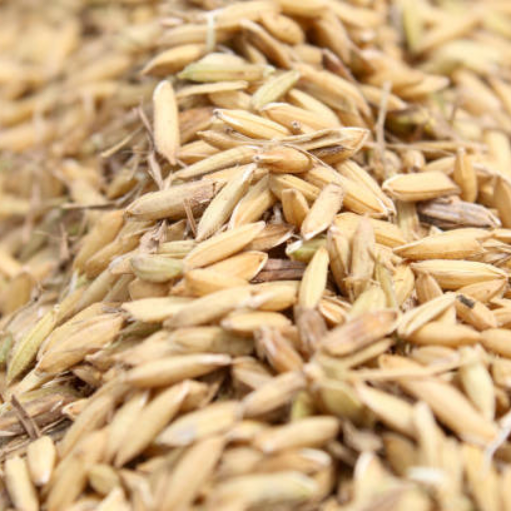 Ứng Dụng Vỏ Trấu Trong Chăn Nuôi Gà Công Nghiệp