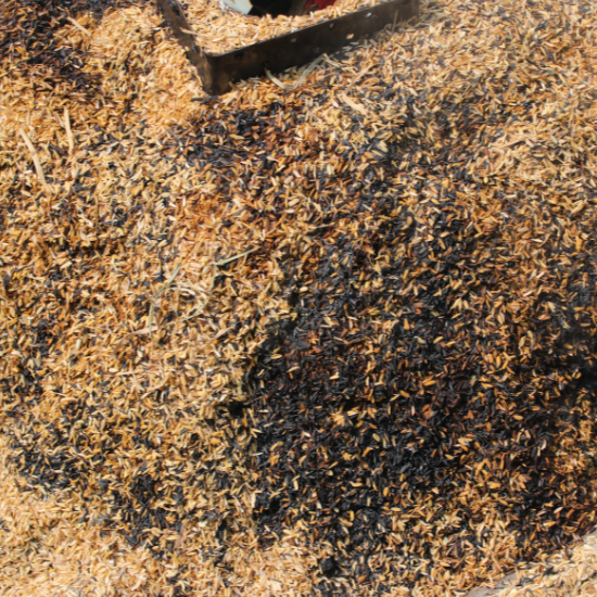 Sử Dụng Trấu Trong Nông Nghiệp Như Thế Nào?