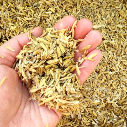 Lợi Ích Của Việc Sử Dụng Trấu Trong Chăn Nuôi