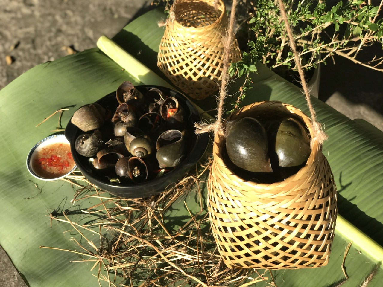 Ốc Gác Bếp 500gr