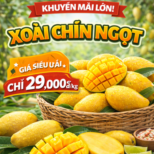 Xoài chín cây – Ngọt đậm vị quê
