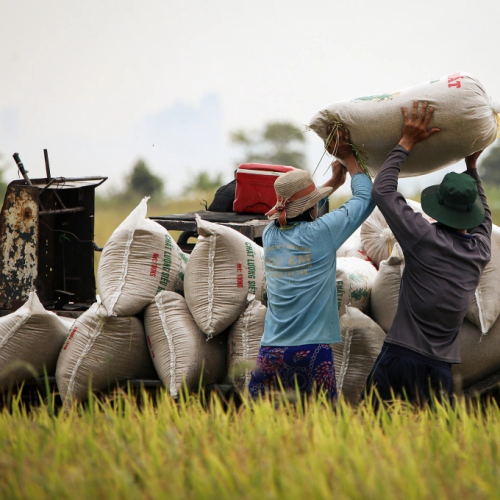 Nông sản năm nay thế nào sau cú bứt tốc kỷ lục?