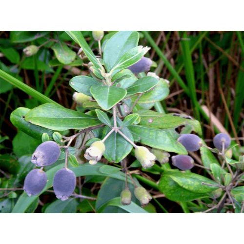 Công Ty Cổ Phần Sim Rừng Phú Quốc