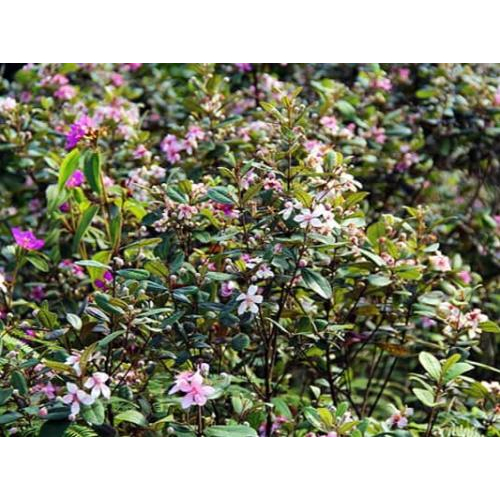 Công Ty Cổ Phần Sim Rừng Phú Quốc