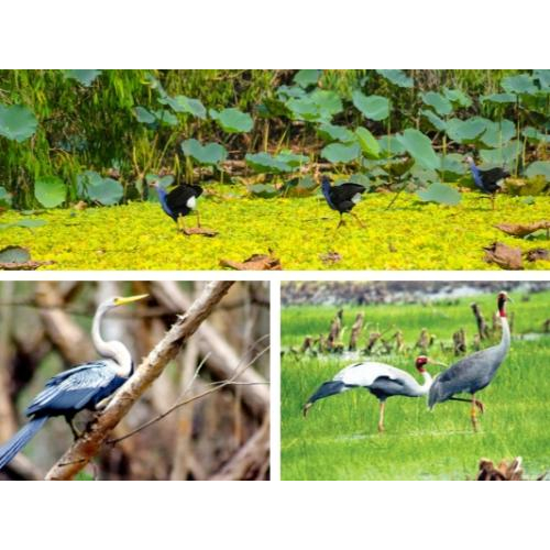 Công Ty Du Lịch Rừng Tràm Trà Sư